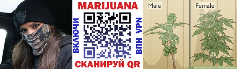Конопля семена  как найти закладки  Грязи 
